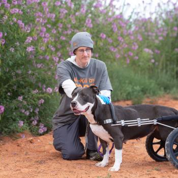 Person kneeling by a dog in a wheelchair cart, in front of flowers