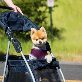 Person pushing a Pomeranian dog in a stroller