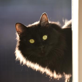 Pepe the black cat with a light outline around his face