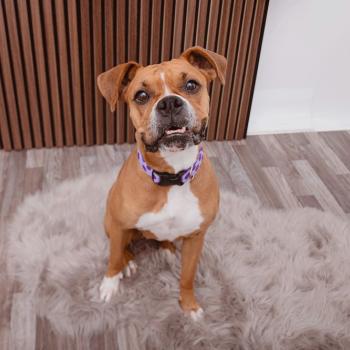 Boxer mix sitting and looking up at the camera.