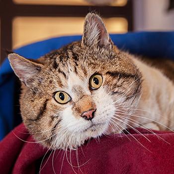 Tabby and white cat with large cheeks lying on a maroon blanket