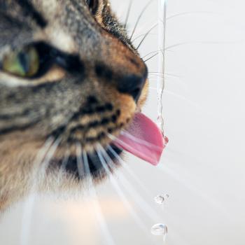 Cat with tongue out drinking drips of water from a faucet