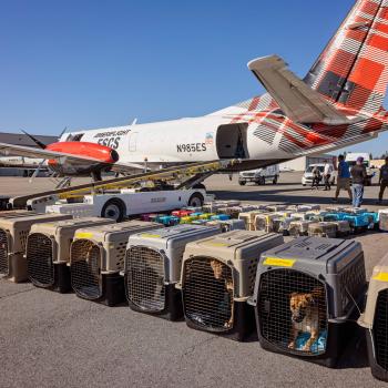 Rows of crates containing animals transported from Los Angeles wildfires in front of the transport plane