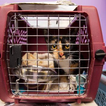 Calico cat in a carrier