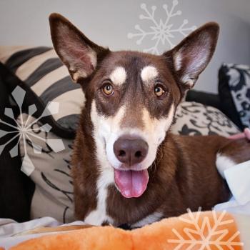 Caboodle the dog with graphic snowflakes
