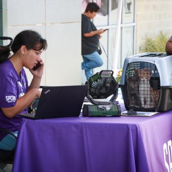 Person at the cat help desk on the phone with people and a carrier containing kittens