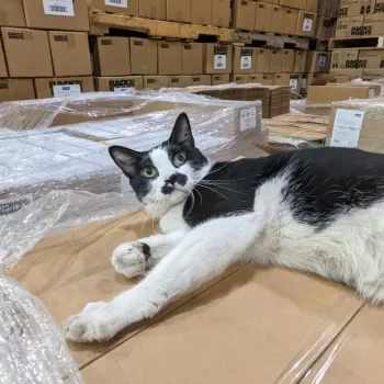 Krueger the cat relaxing on a box in a warehouse