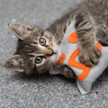 Tabby kitten playing with a Best Friends logo catnip toy