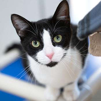 Black and white cat on a blue cat bed