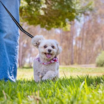 Small white dog being walked on a leash outside
