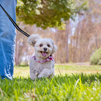 Small white dog being walked on a leash outside