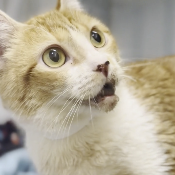 Clementine the cat from the side, showing her broken jaw