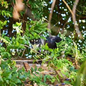 Cat hiding in a garden