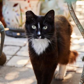 black and white community cat outdoors