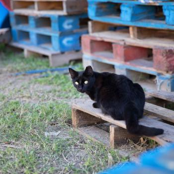 Black community cat in front of some colored pallets