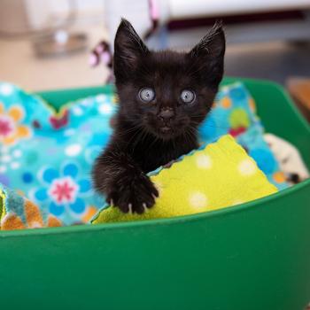 Tiny kitten on a fuzzy blanket in a basket on the floor