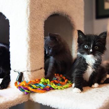 Four tiny kittens sitting together on a cat tower