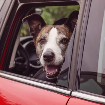 Brown and white dog sticking her head out of a vehicle window