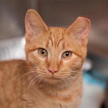orange community cat in shelter setting