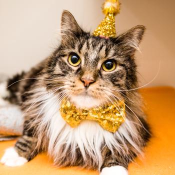 Long hair tabby cat with gold hat and bow tie
