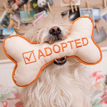 Dog holding bone-shaped plush toy that says ADOPTED