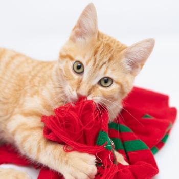 Orange kitten playing with red and green scarf