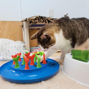 A tabby and white cat checking out a multi-colored food puzzle