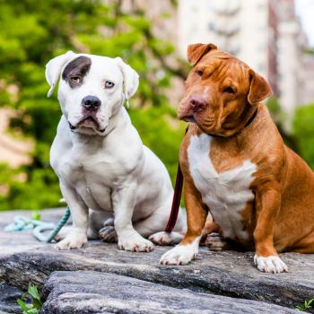 Two pit bull terriers sitting next to each other on a stone slab with heads slightly tilted