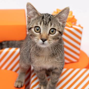 Brown tabby kitten on orange and white wrapped gifts