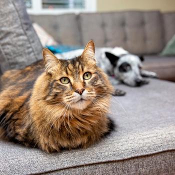 Cat and dog relaxing on a couch in a home