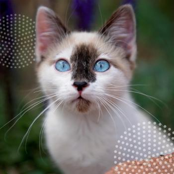 Kitten with blue eyes beside some circular graphics