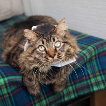 Cat wearing a bowtie while relaxing on a plaid blanket