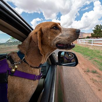 Dog wearing purple harness, with head out of side window of vehicle