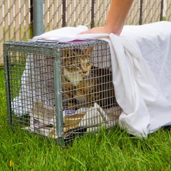 Community cat in a humane trap being covered by a sheet by a person