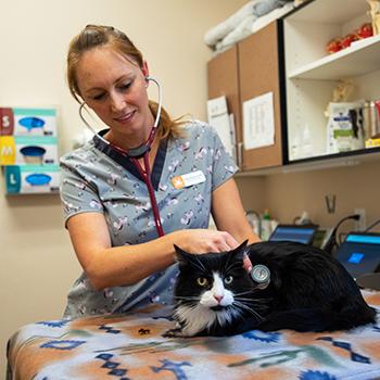 Veterinarian checking out a black and white cat