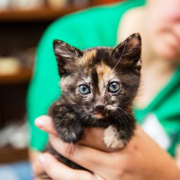 Person wearing a green shirt holding a tortoiseshell kitten