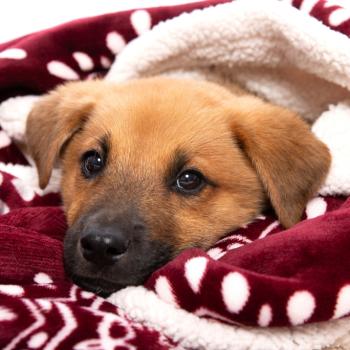 Brown dog snuggled in red and white blanket