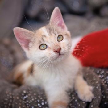 White, grey, and brown kitten sitting on sparkly blanket