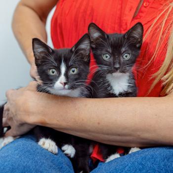 two black and white kittens sitting in person's lap