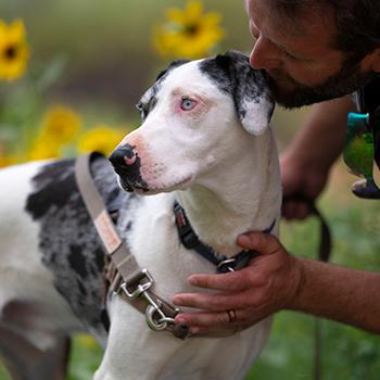Person affectionately patting a dog on the chest in front of some sunflowers