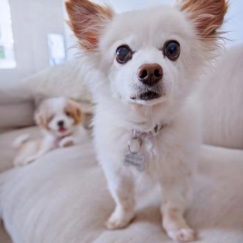 Small white dog standing on a cream couch, looking into the camera.
