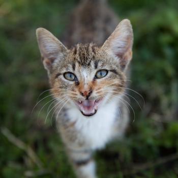 tabby cat meowing in grass