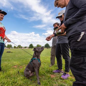 Group of people training a gray dog who is outside on a leash