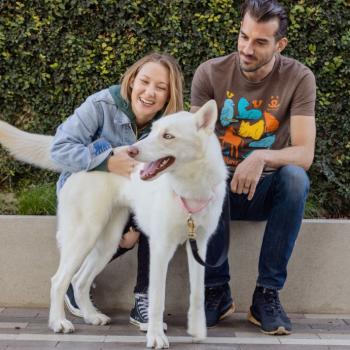 Two people interacting with a large white dog