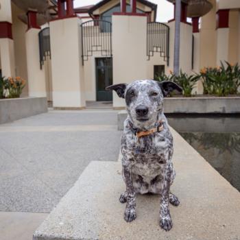 Black and white spotted dog in front of a building
