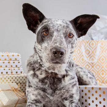 Grey and white dog sitting among packages