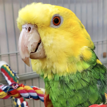 Colorful green and yellow bird