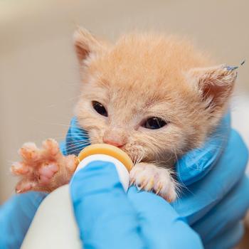 Baby kitten drinking from bottle