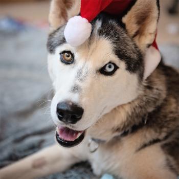 Husky type dog with odd eyes wearing a Santa hat