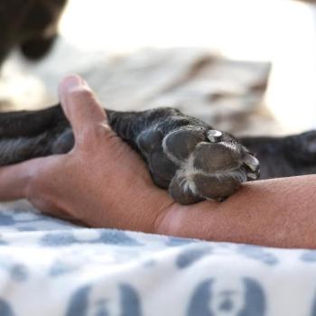 Person gently holding a dog's paw